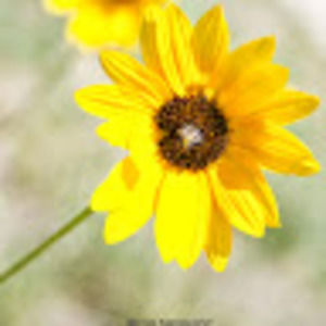 Meet your Posher, Larinda